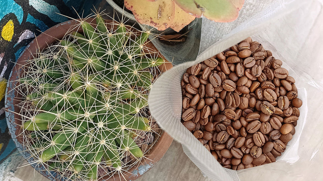 From the Highlands to Your Cup: The Journey of Mexican Coffee Beans