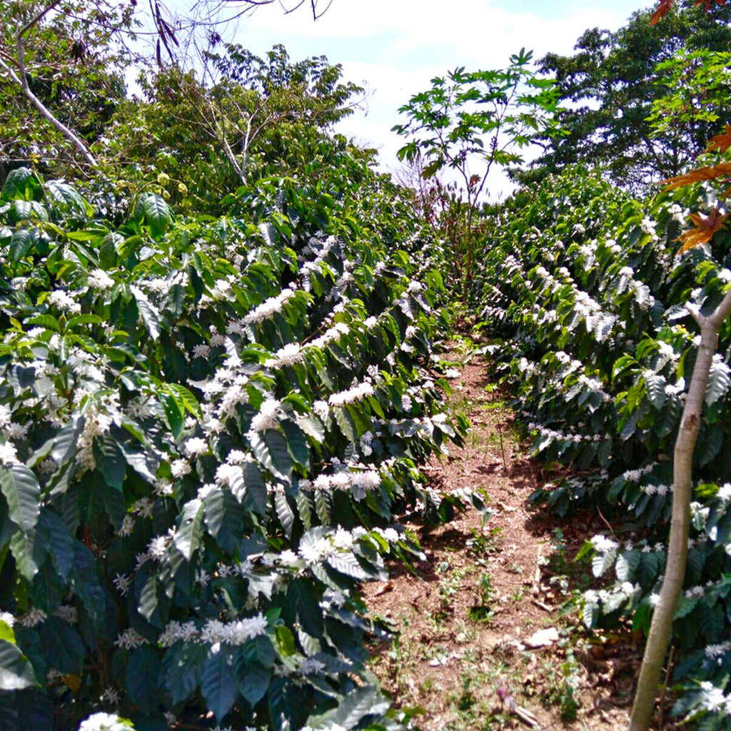 52 Chiapas Origin Coffee