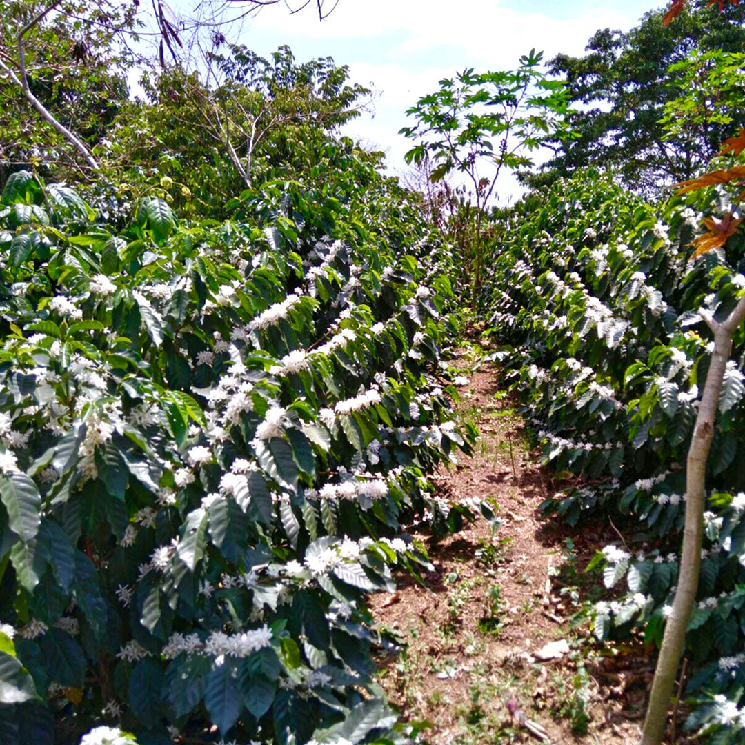 52 Chiapas Origin Coffee