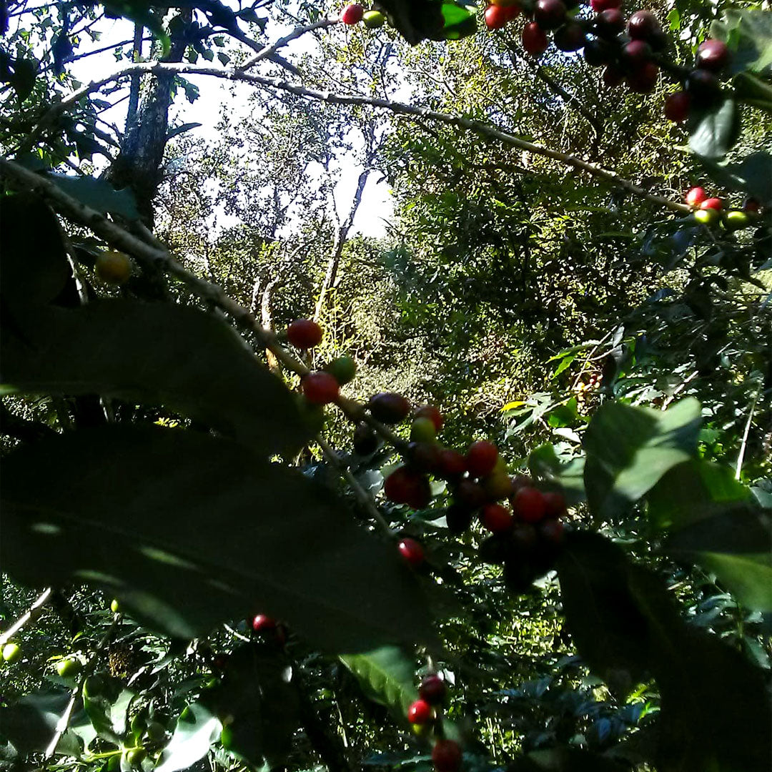 52 Oaxaca Origin Coffee
