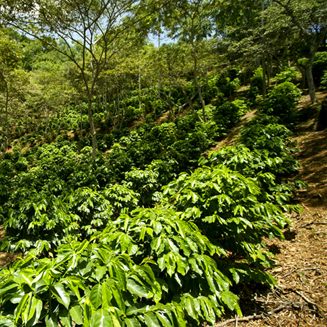 52 Veracruz Origin Coffee